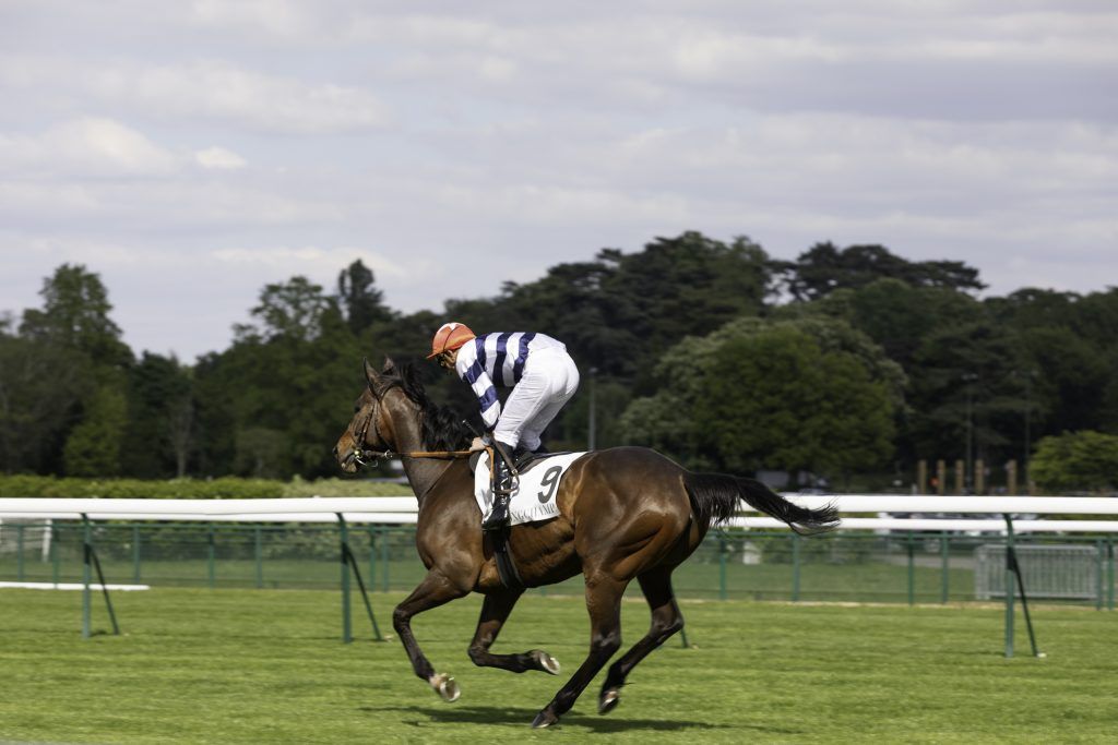 Equine business photography