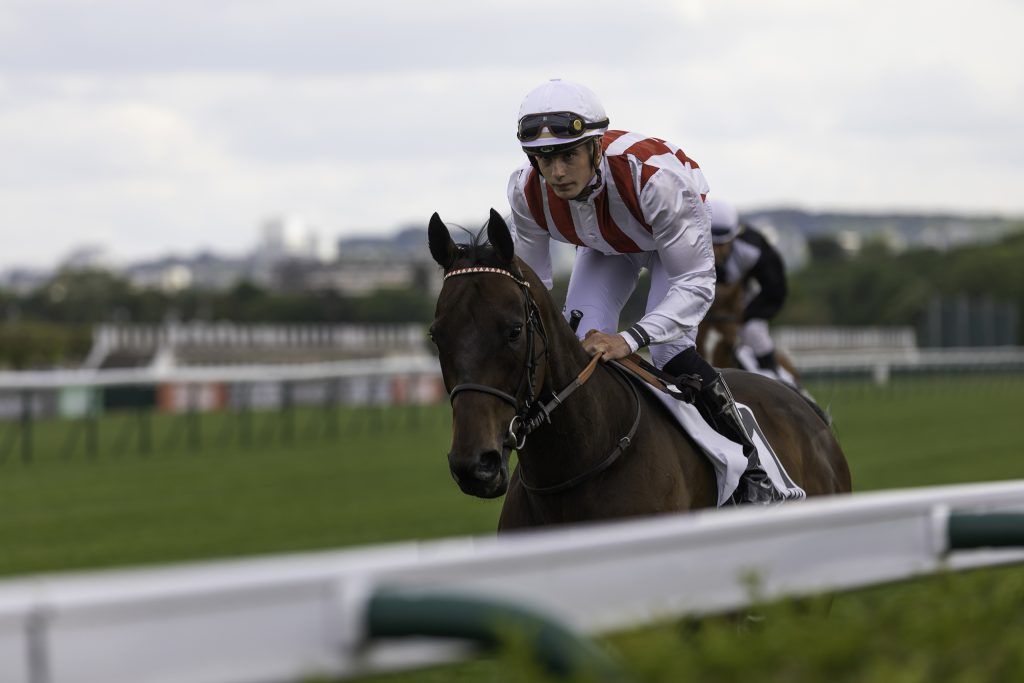 Equine business photography