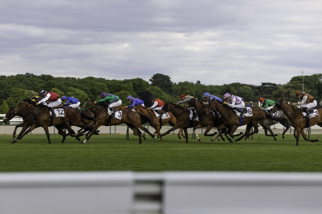 Equine business photography