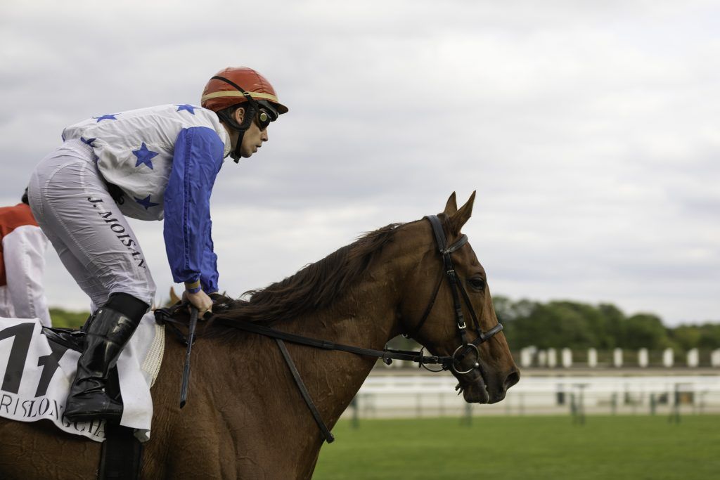 Equine business photography