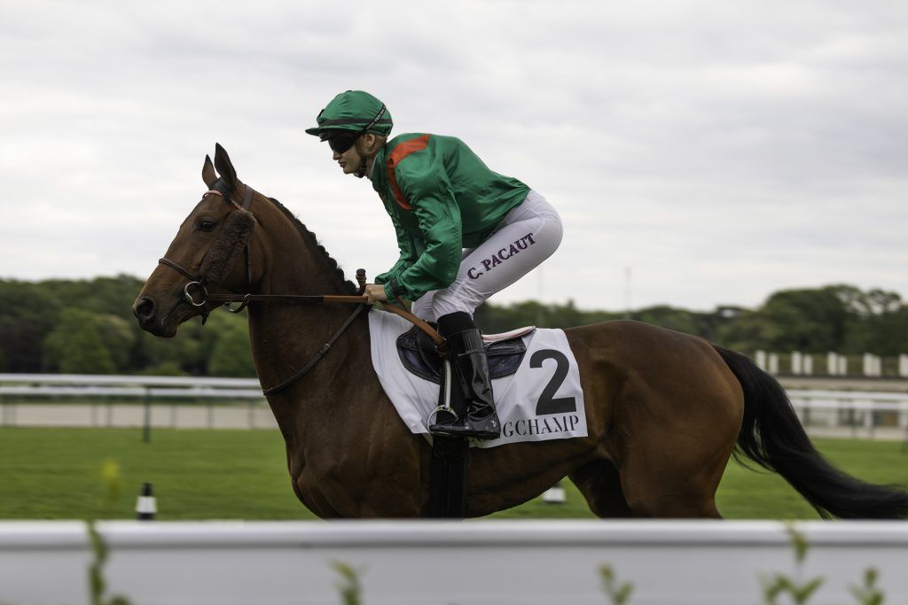 Equine business photography