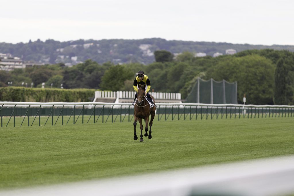 Equine business photography