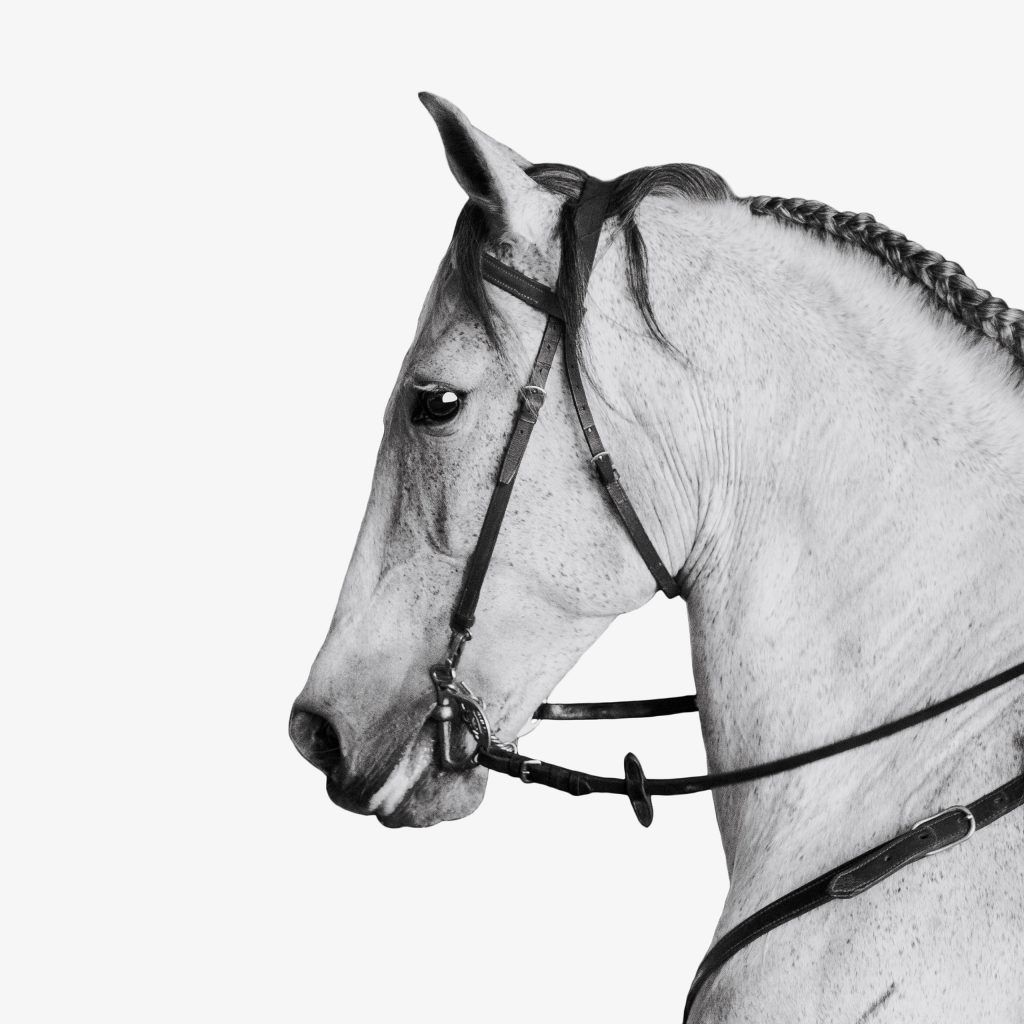Fine art equine photography