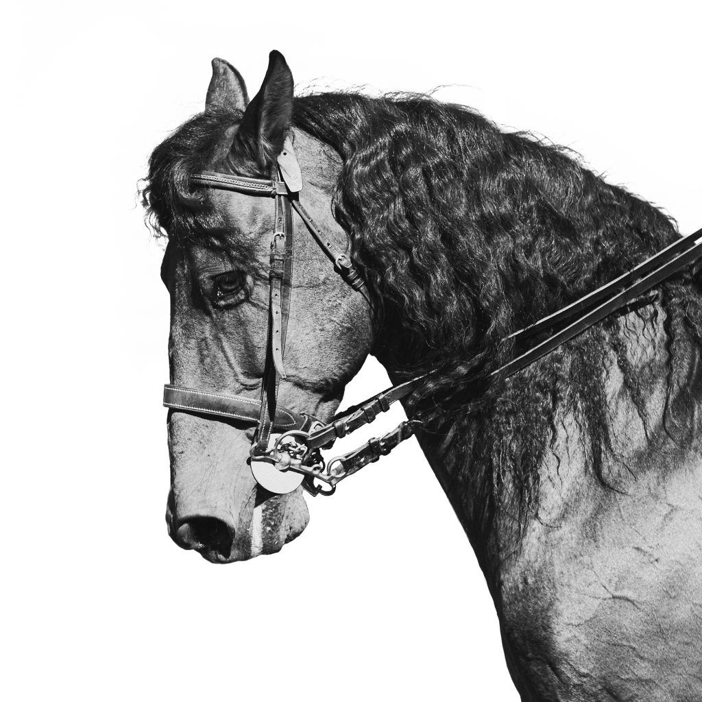 Fine art equine photography