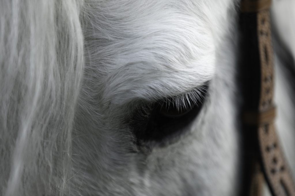 Lifestyle equine photography