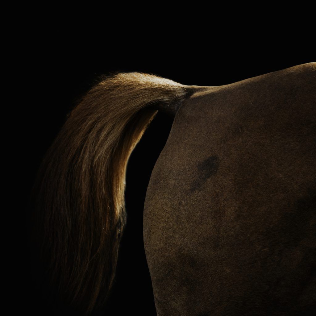 Fine art equine photography