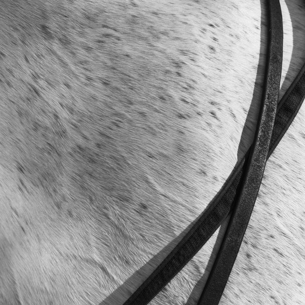 Fine art equine photography