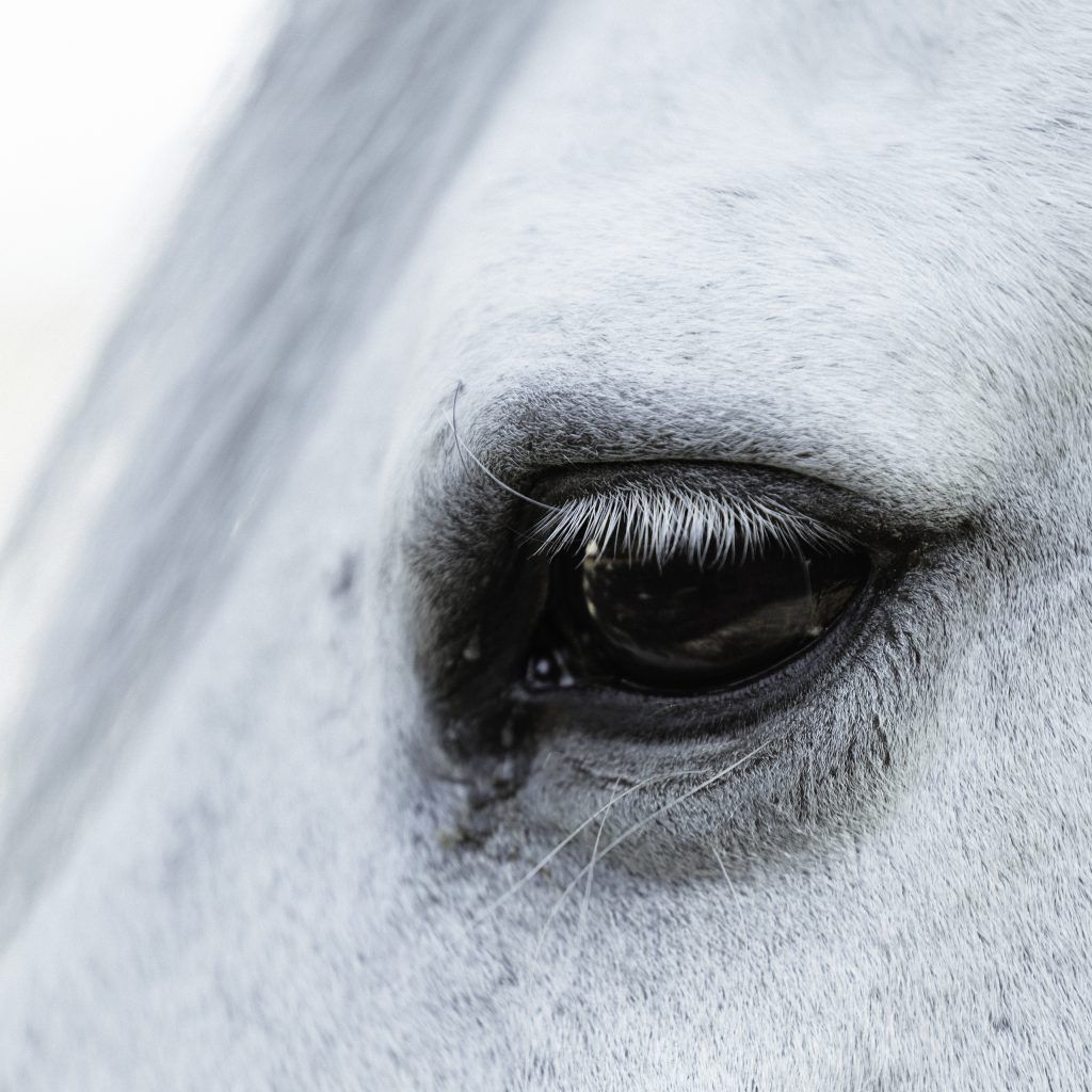 Lifestyle equine photographer