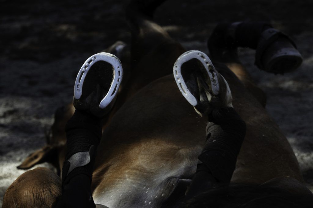 Lifestyle equine photographer