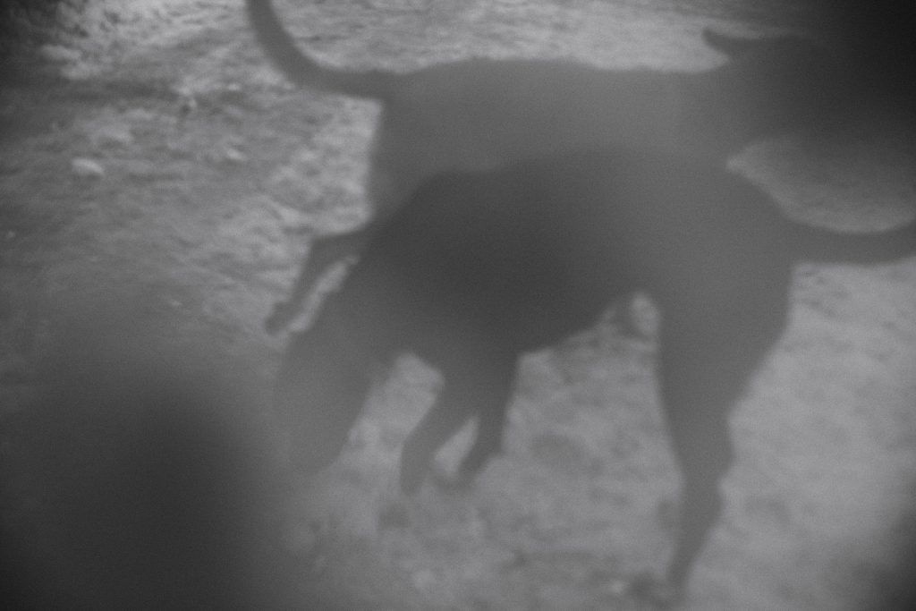 Lifestyle equine photographer