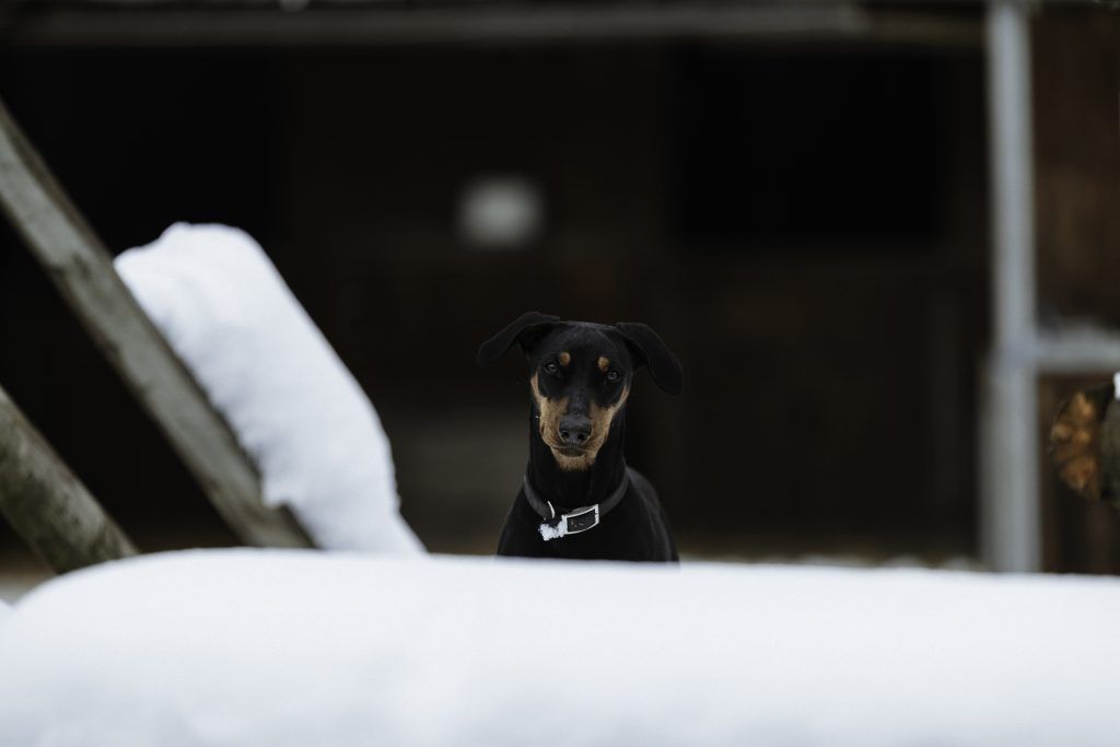 Lifestyle equine photographer