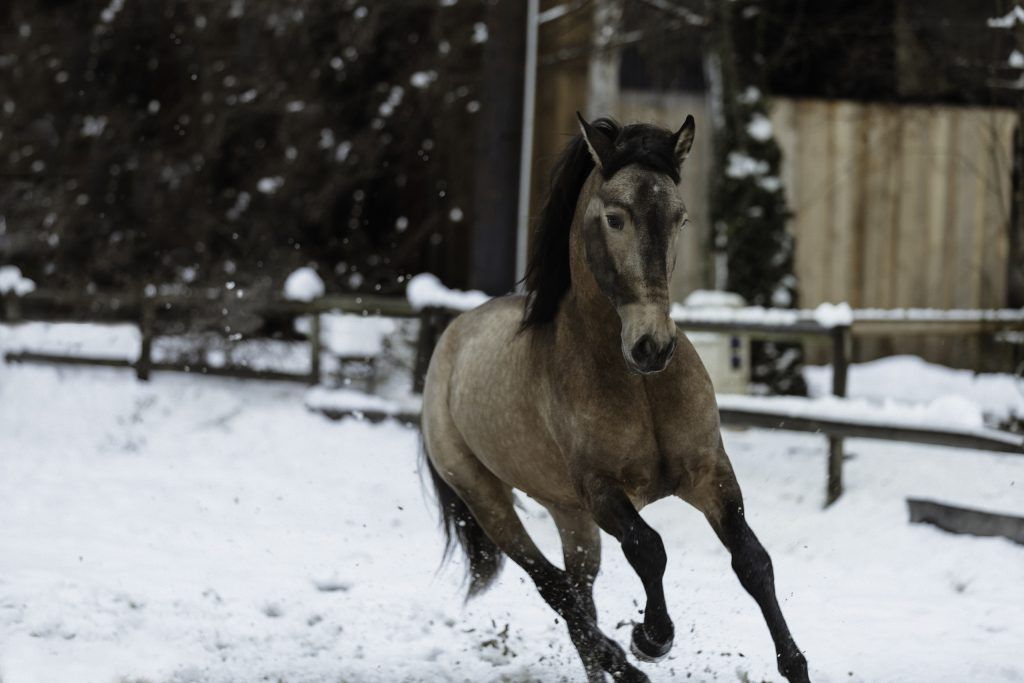 Lifestyle equine photographer