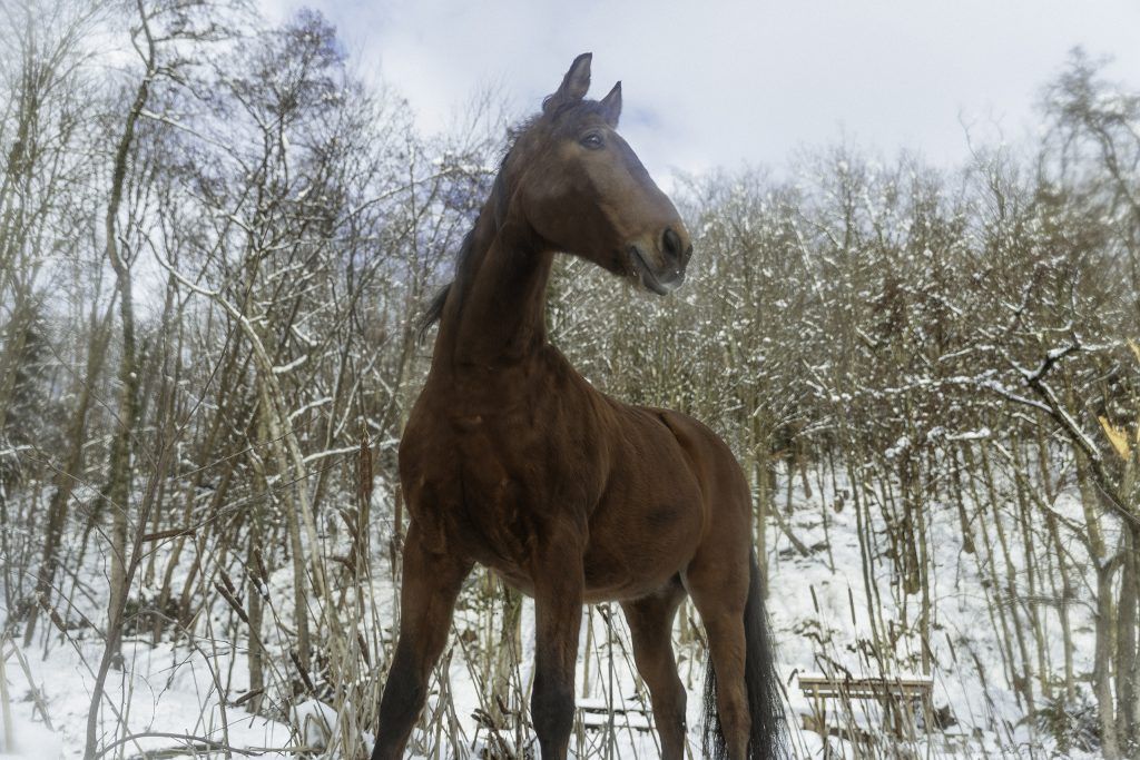 Lifestyle equine photographer