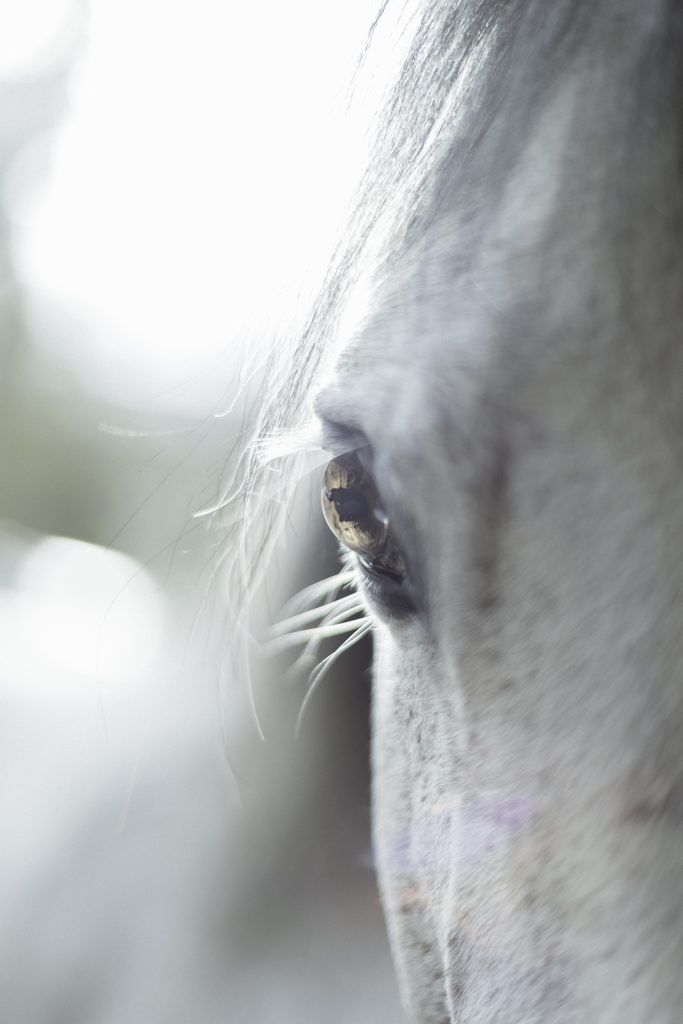 Fine art equine photography