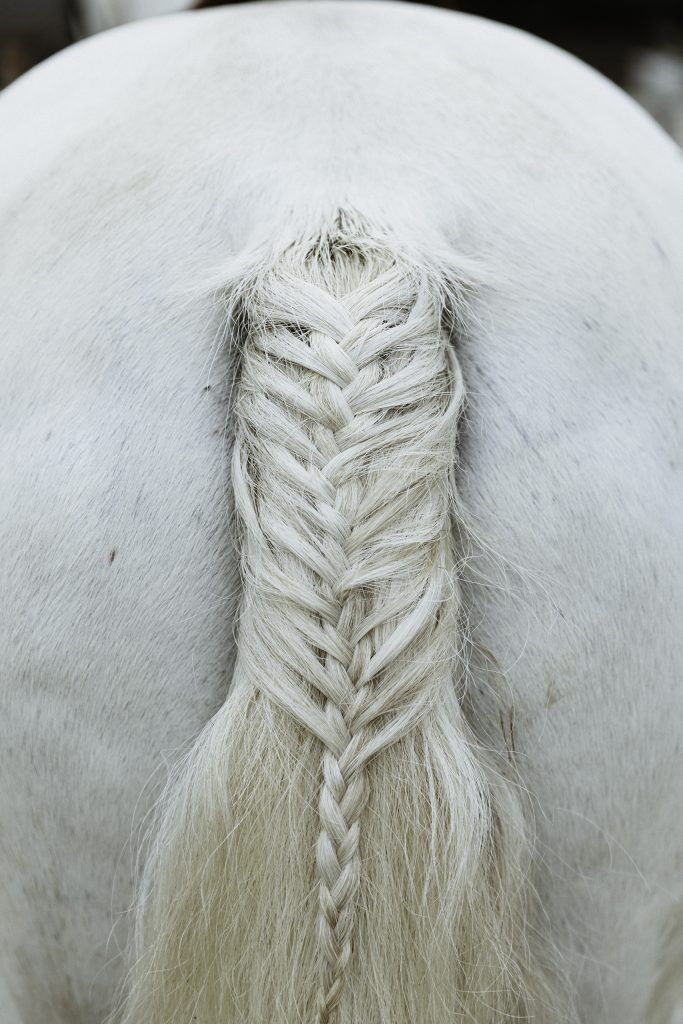 Fine art equine photography