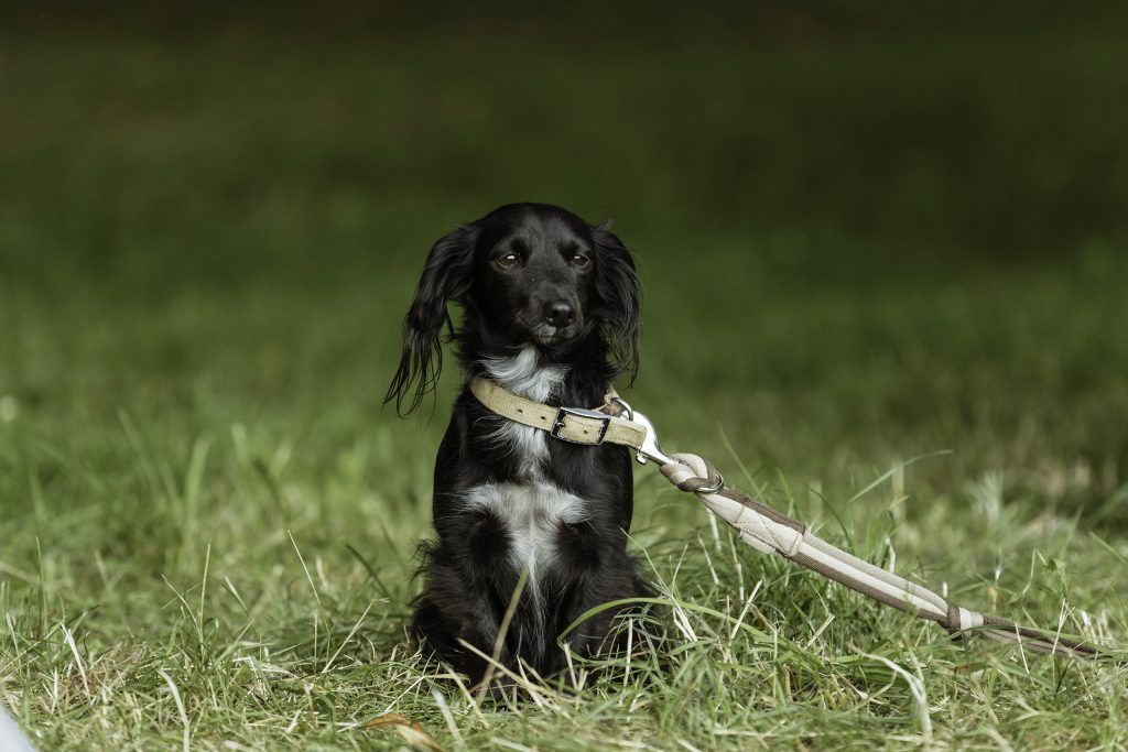 Lifestyle equine photographer