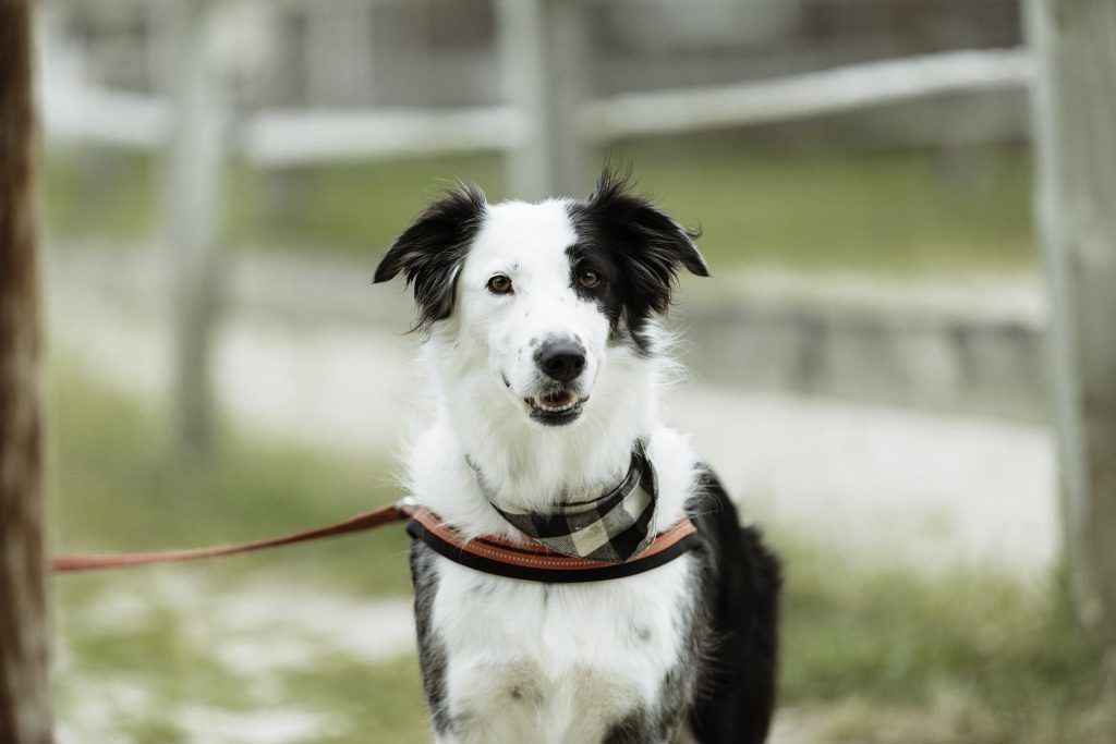 Lifestyle equine photographer