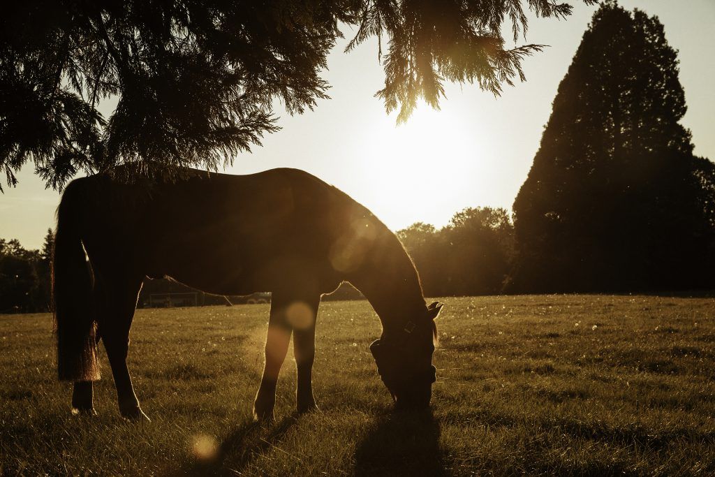 Lifestyle equine photographer