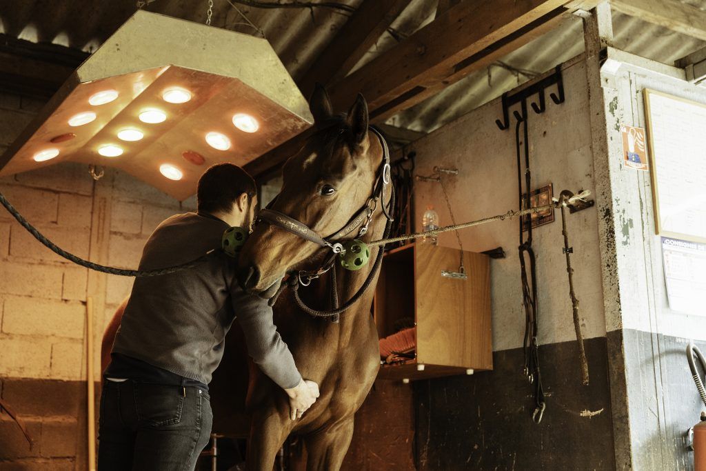 Equine business photography