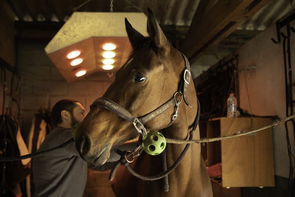 Equine business photography