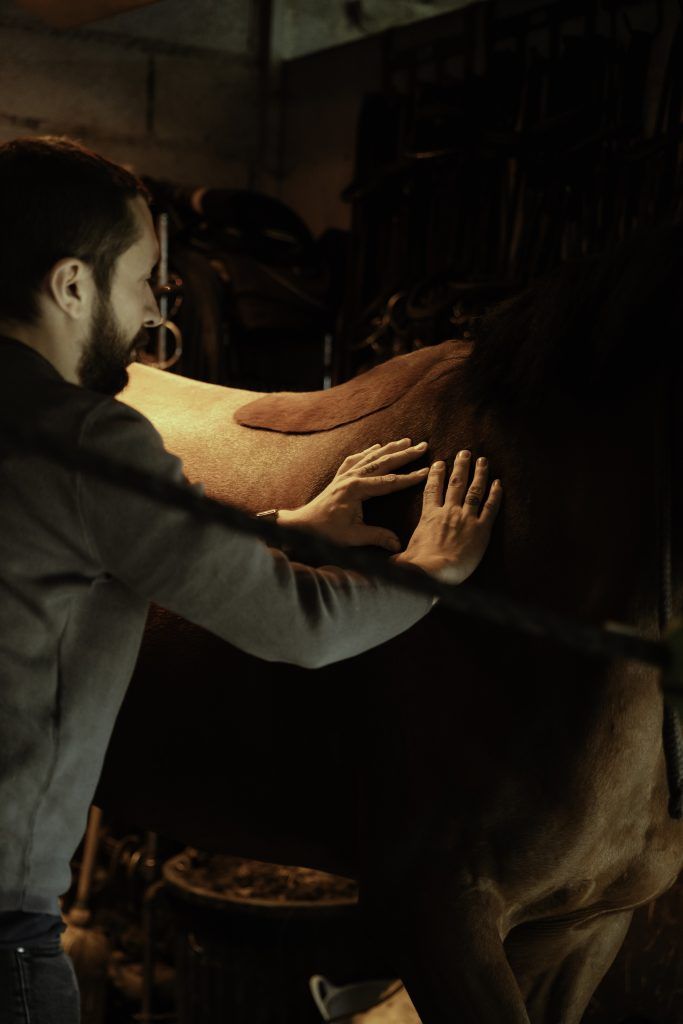 Equine business photography