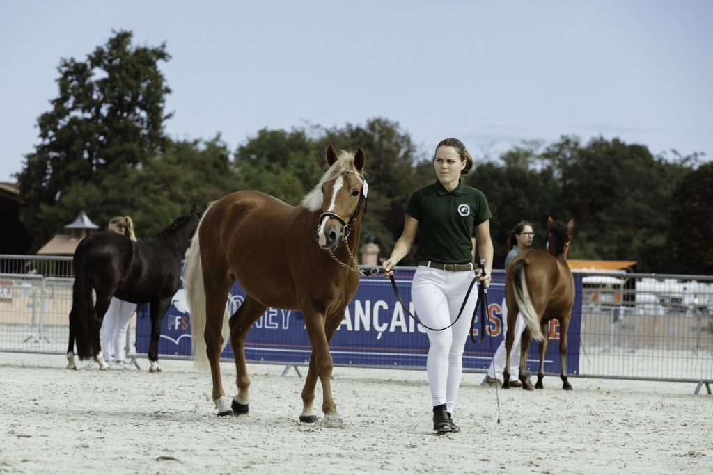 Lifestyle equine photographer