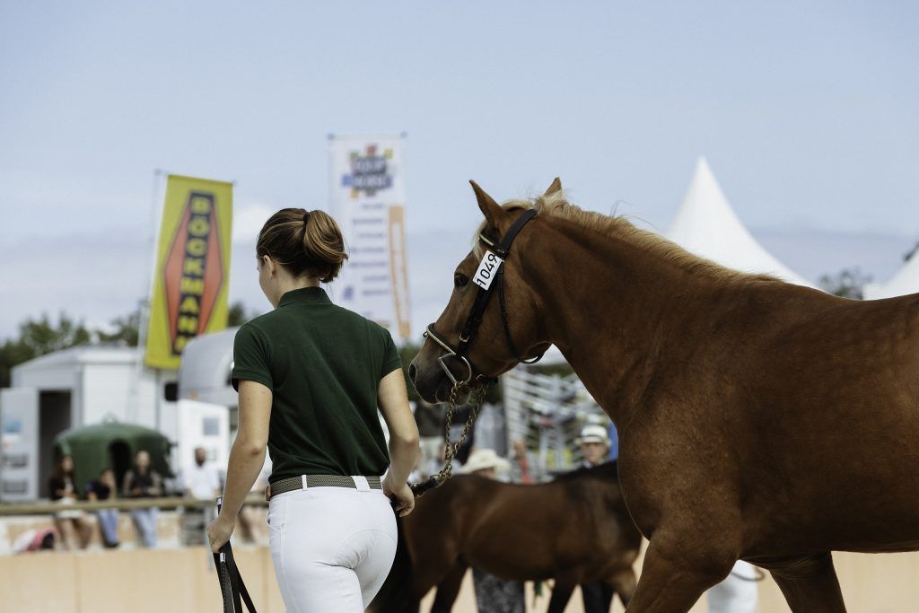 Lifestyle equine photographer