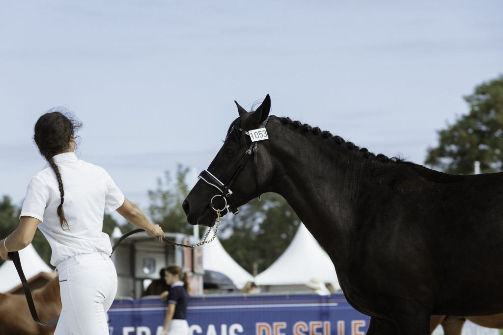 Lifestyle equine photographer