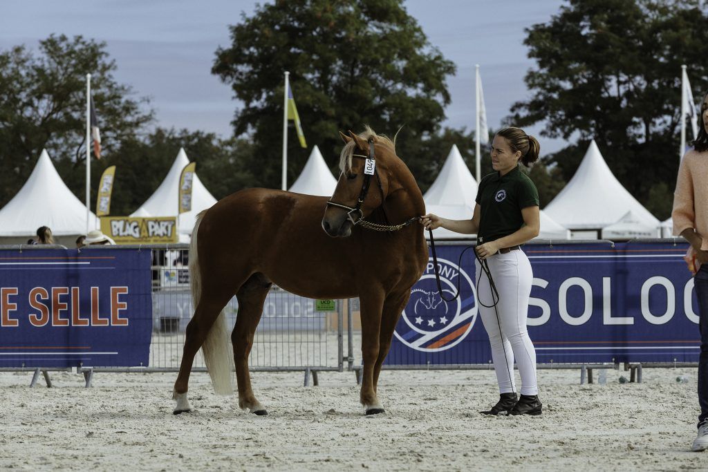 Lifestyle equine photographer