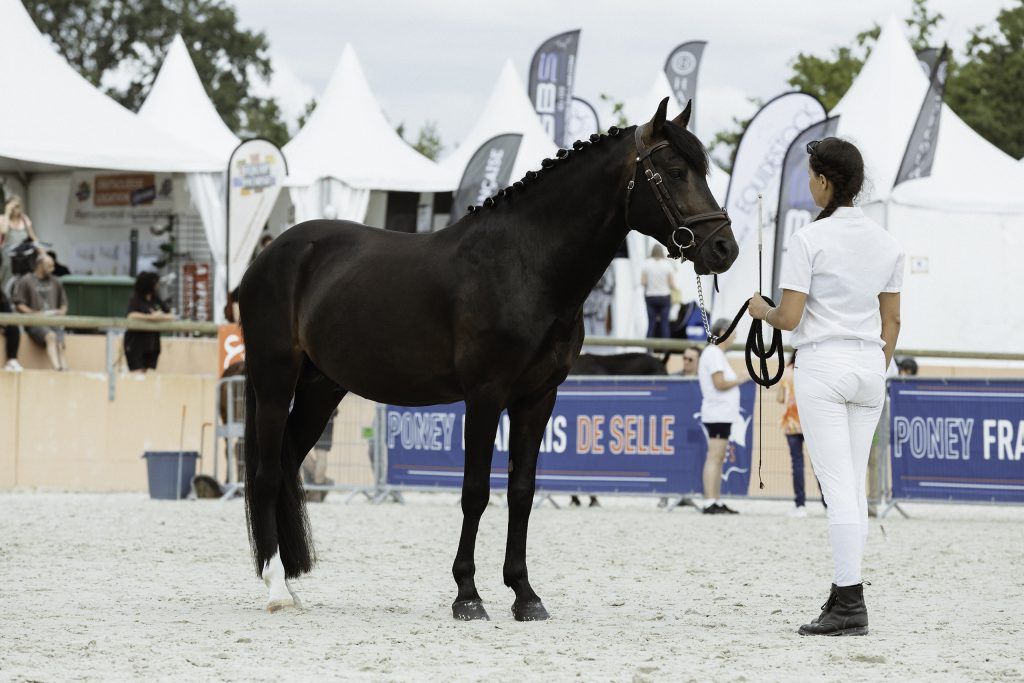Lifestyle equine photographer