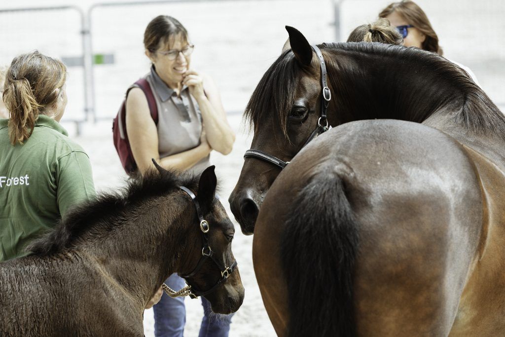 Lifestyle equine photographer