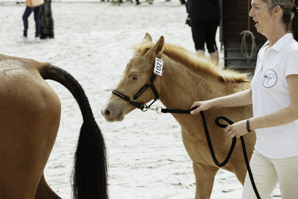 Lifestyle equine photographer