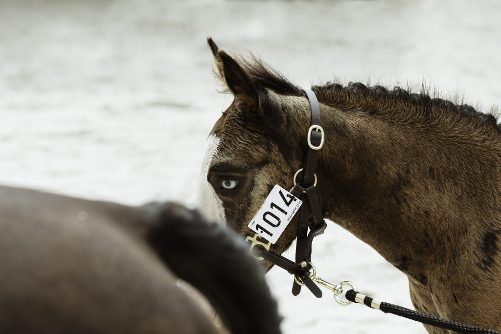 Fine art equine photography