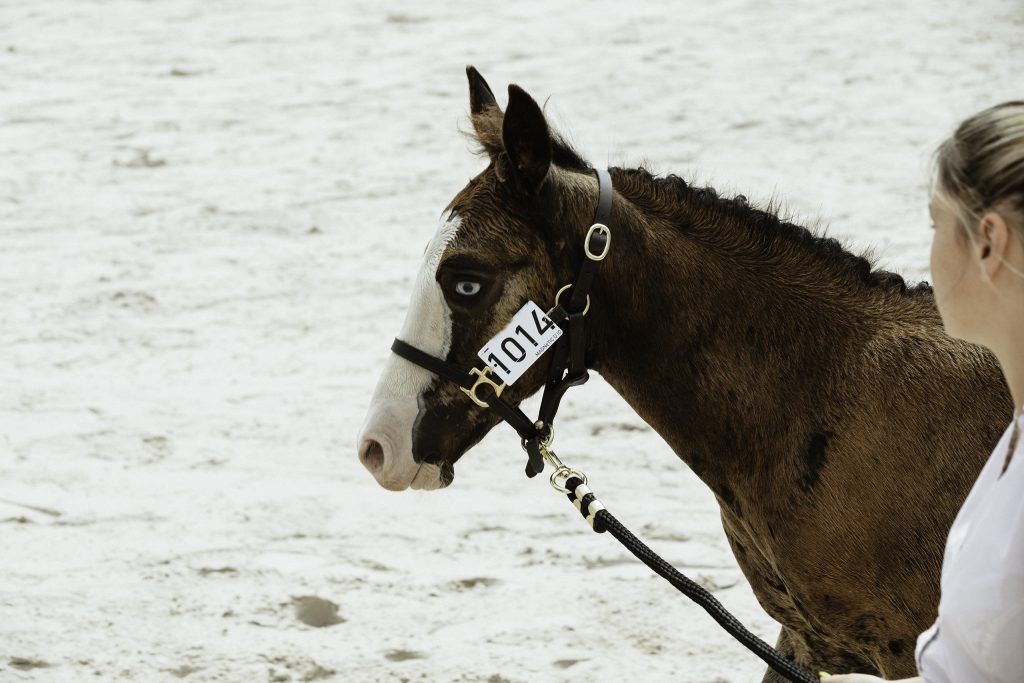 Lifestyle equine photographer
