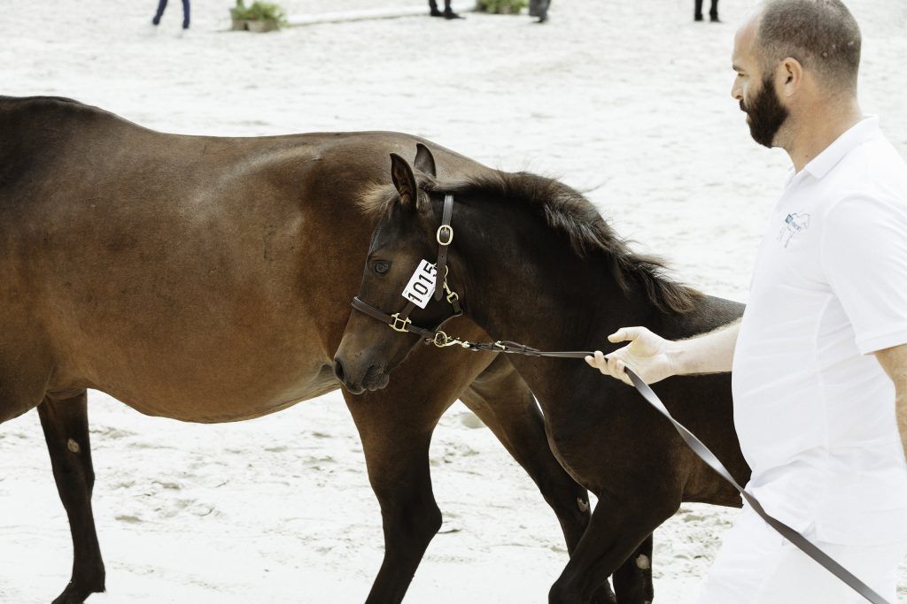 Lifestyle equine photographer