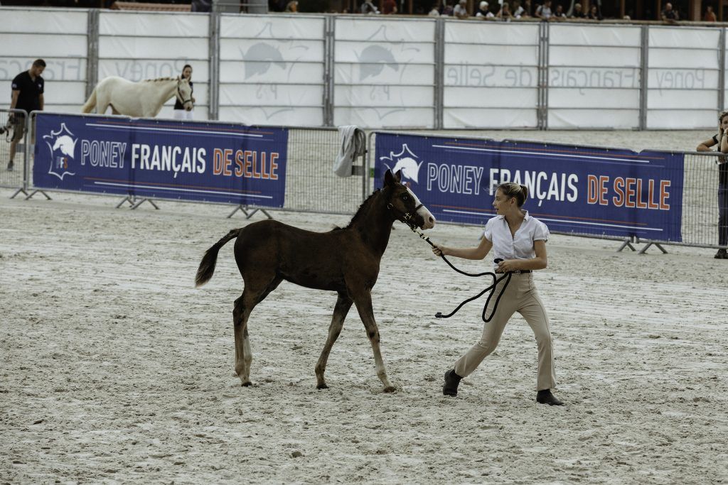 Lifestyle equine photographer