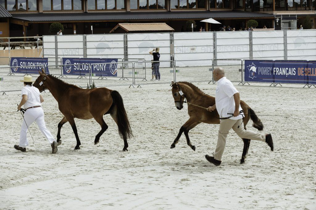 Lifestyle equine photographer
