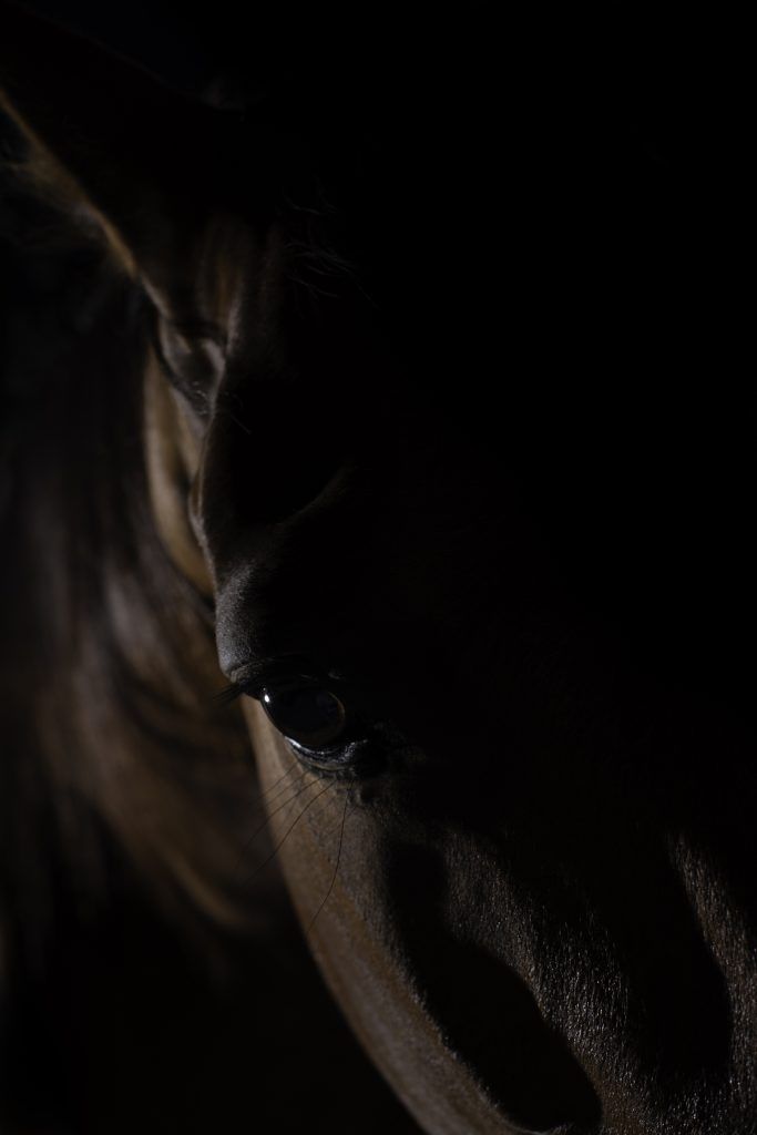 Fine art equine photography