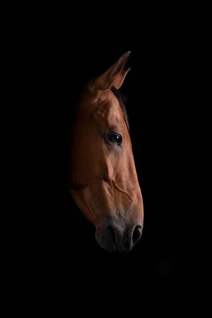 Fine art equine photography