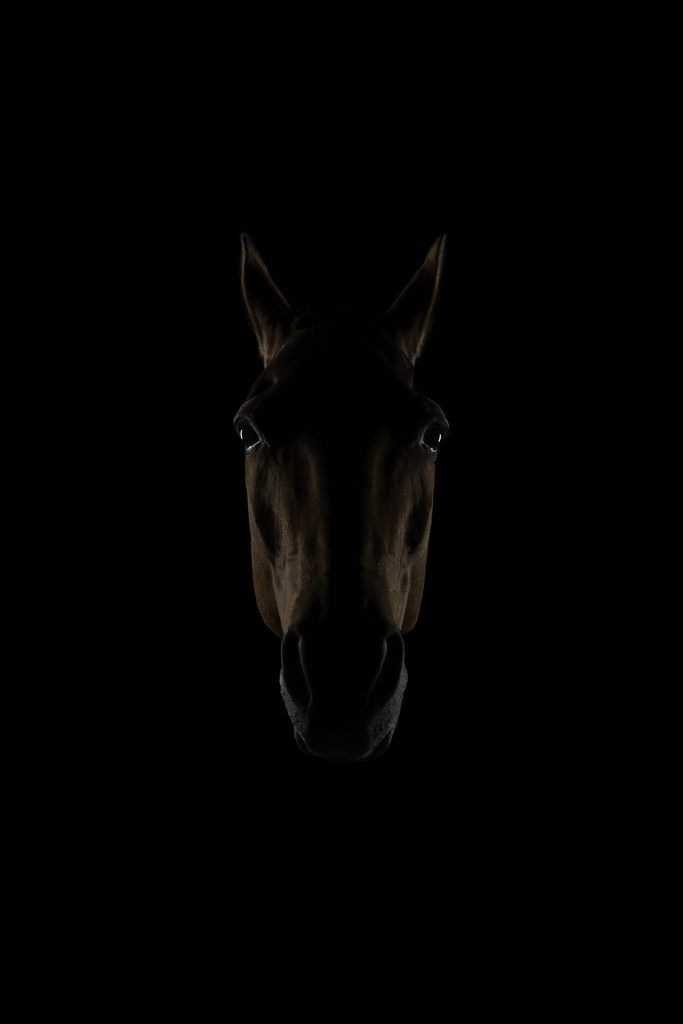 Fine art equine photography