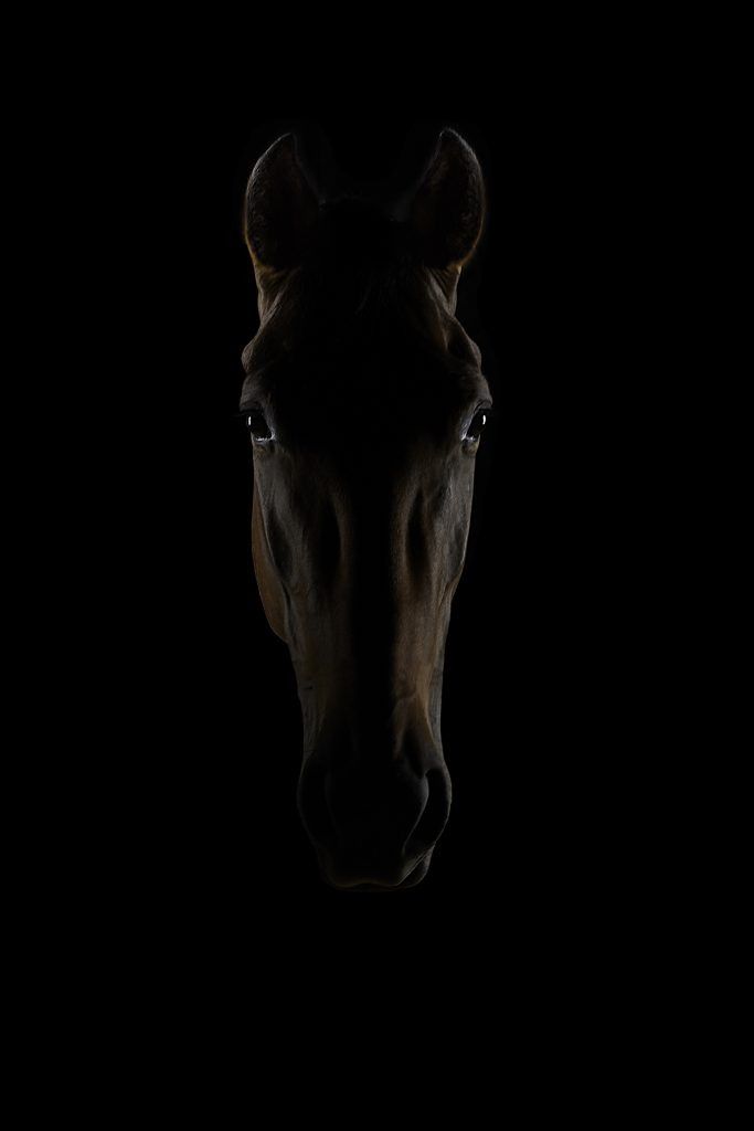 Fine art equine photography