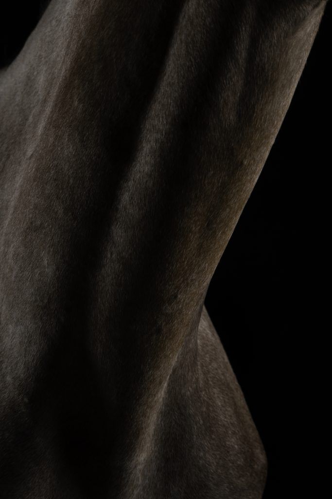 Fine art equine photography