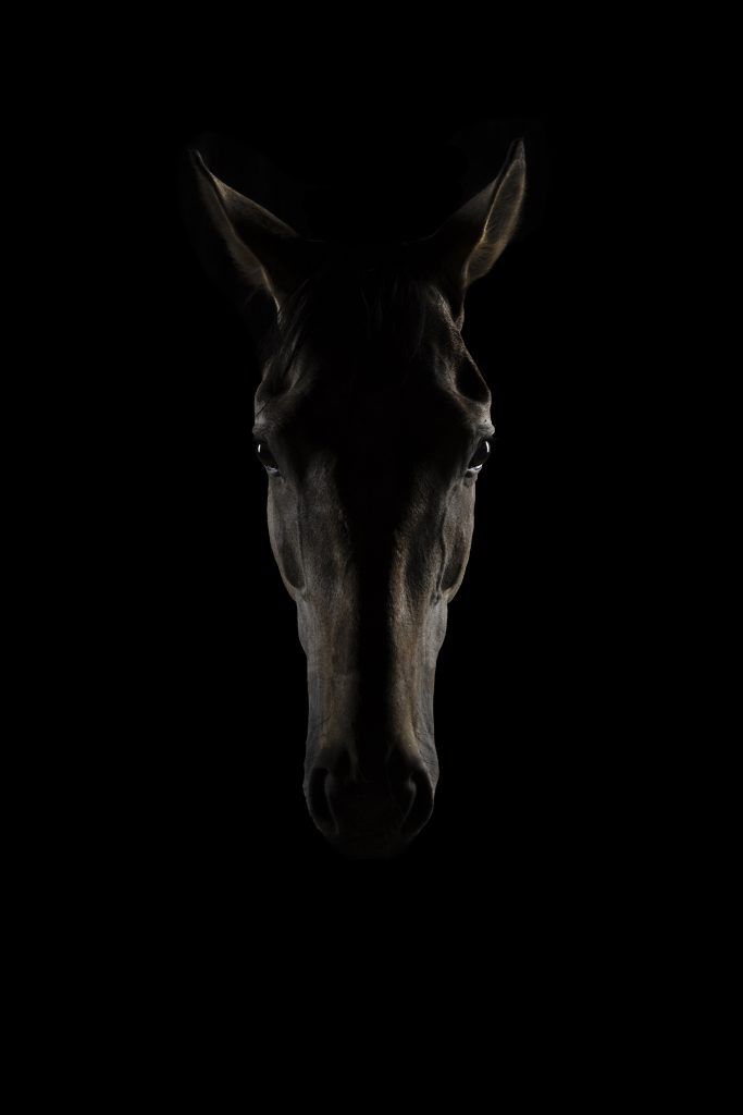 Fine art equine photography