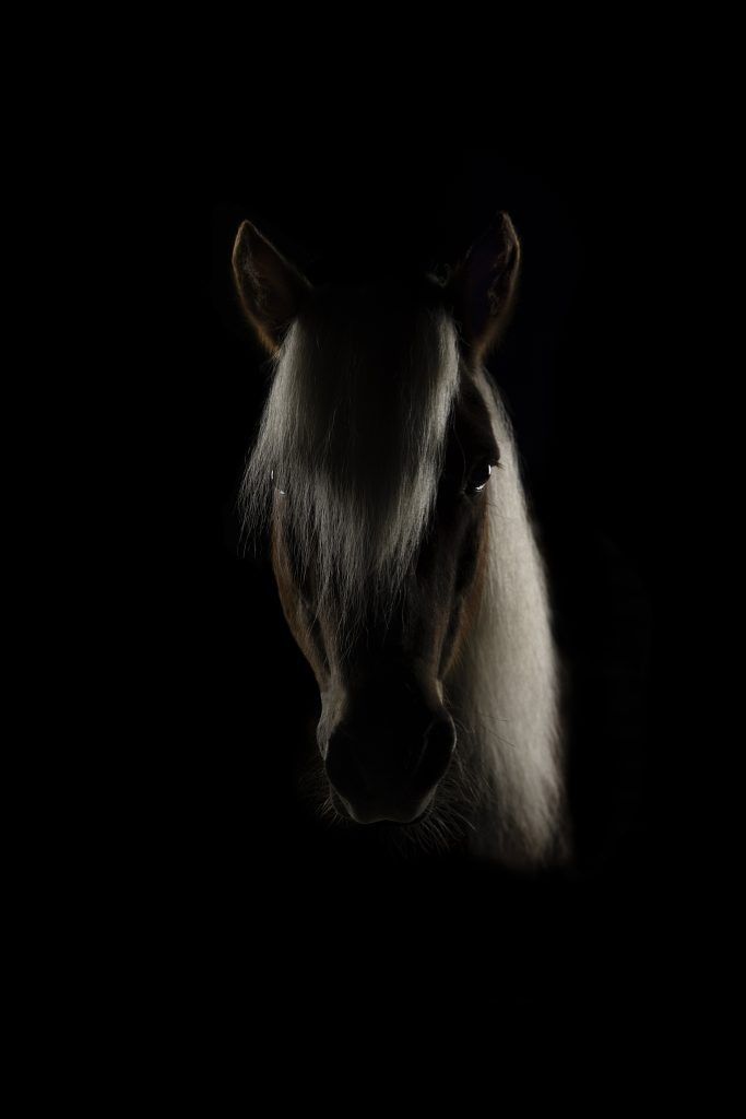 Fine art equine photography