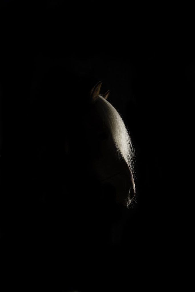 Fine art equine photography
