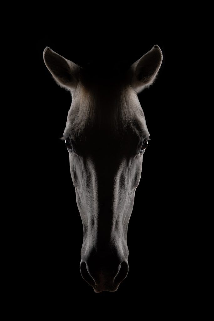 Fine art equine photography