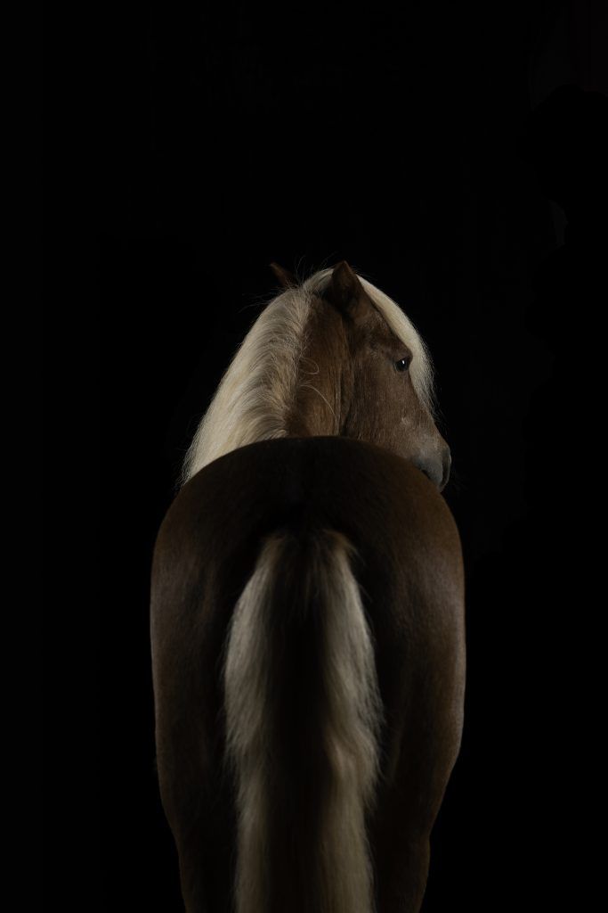 Fine art equine photography