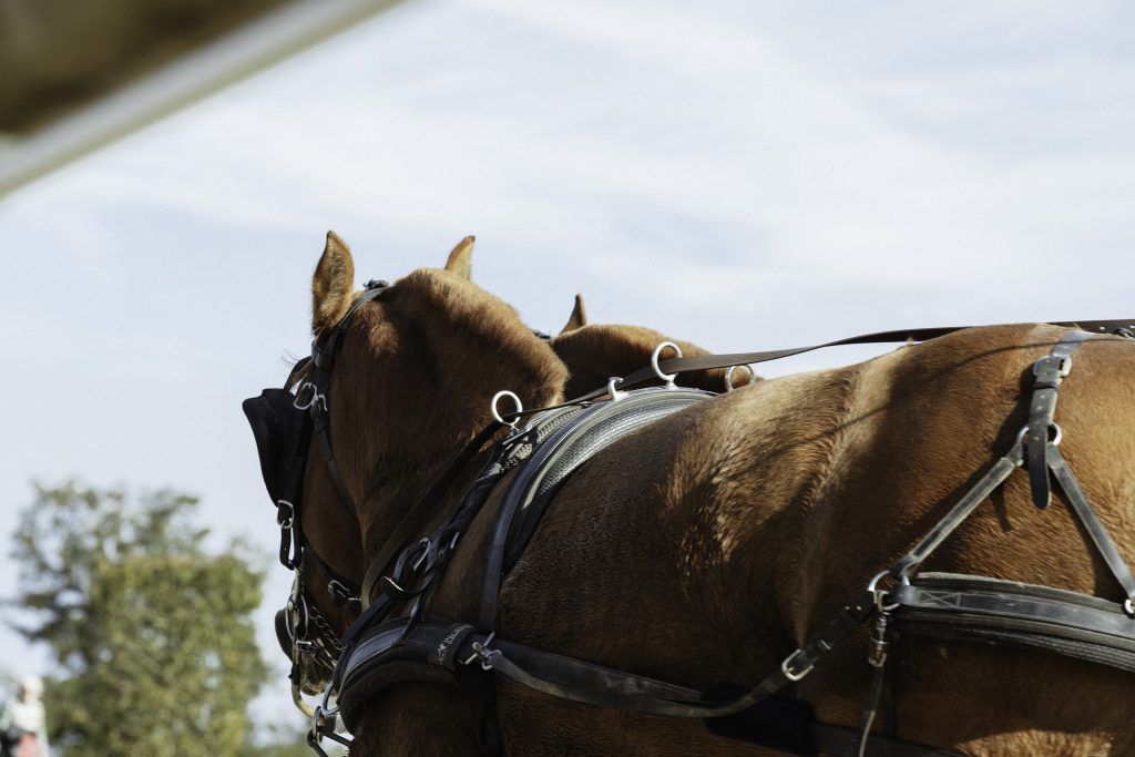 Lifestyle equine photographer